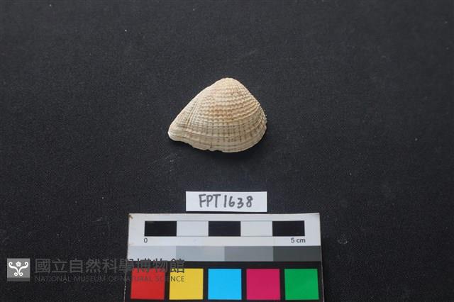 貝殼藏品圖，第1張