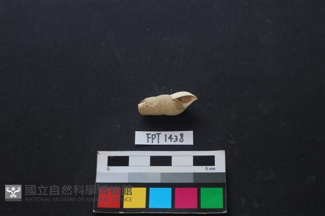 貝殼藏品圖，第1張