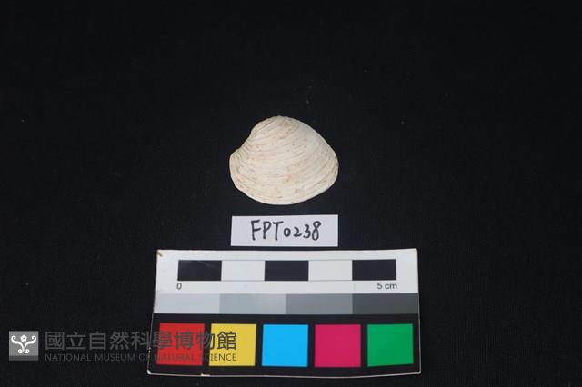 貝殼藏品圖，第1張