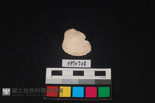 貝殼藏品圖，第1張