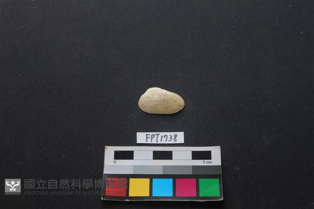 貝殼藏品圖，第1張