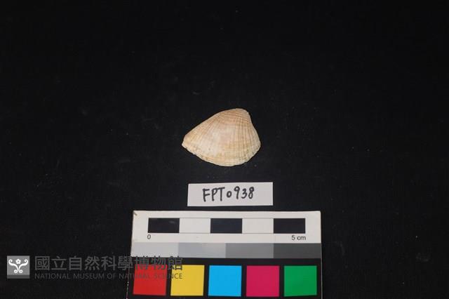 貝殼藏品圖，第1張
