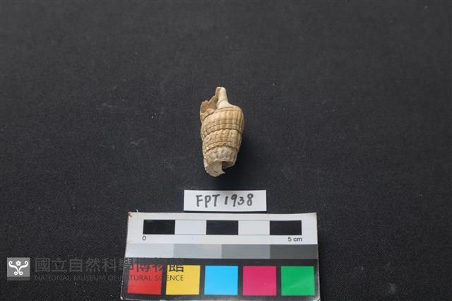 貝殼藏品圖，第1張