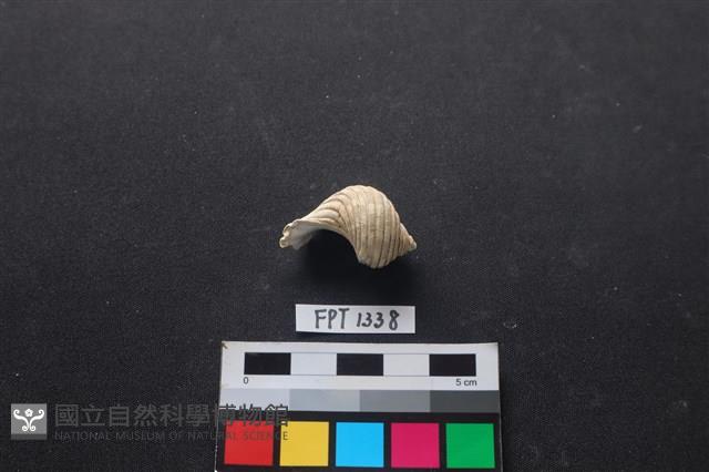貝殼藏品圖，第1張