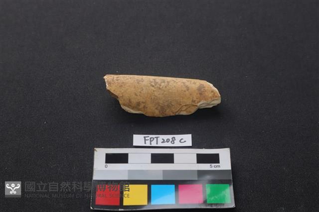 偶蹄類動物骨藏品圖，第1張