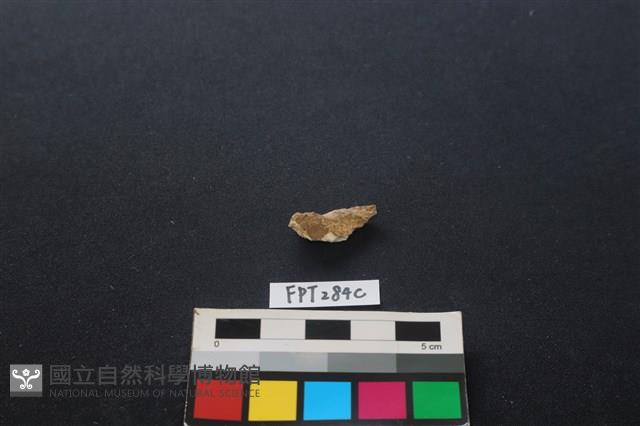 偶蹄類動物骨藏品圖，第1張