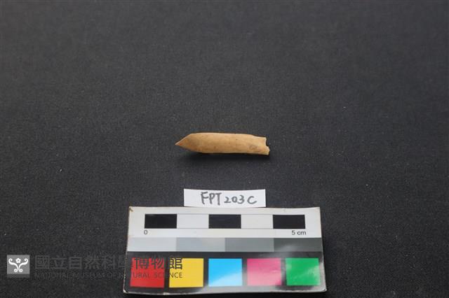 偶蹄類動物骨藏品圖，第1張