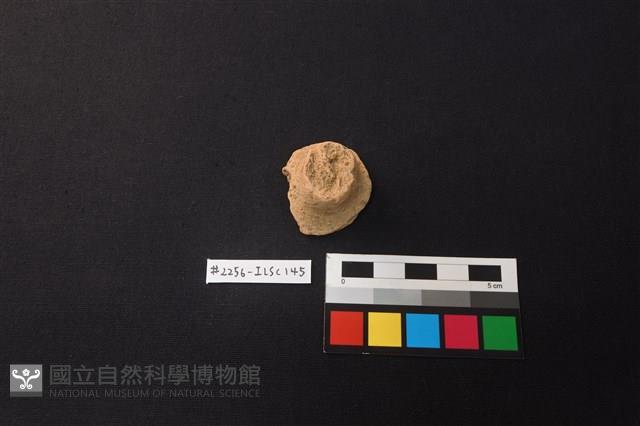 陶片藏品圖，第1張