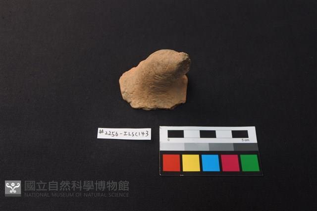 陶片藏品圖，第1張