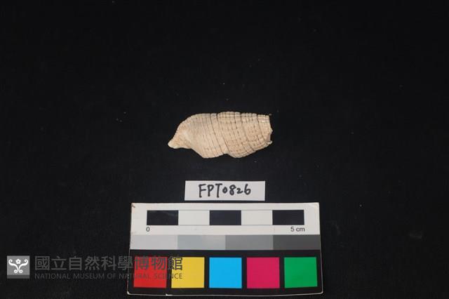 貝殼藏品圖，第2張