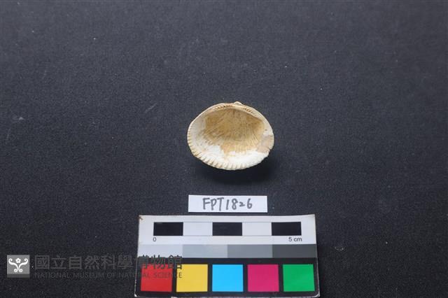 貝殼藏品圖，第2張