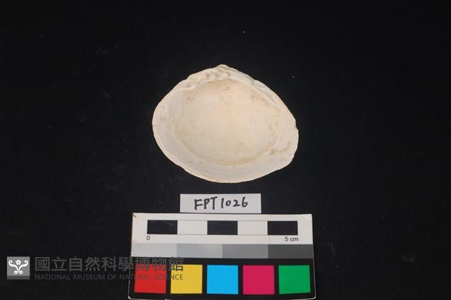 貝殼藏品圖，第2張