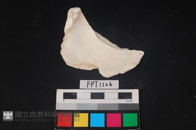 貝殼藏品圖，第2張