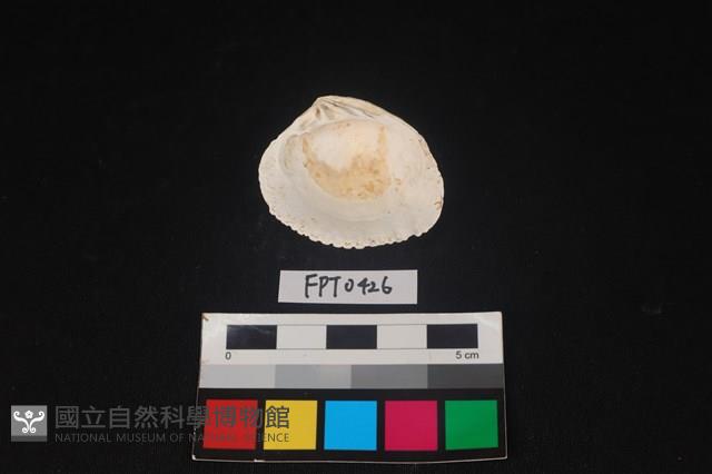 貝殼藏品圖，第2張