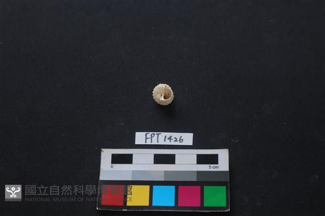 貝殼藏品圖，第2張