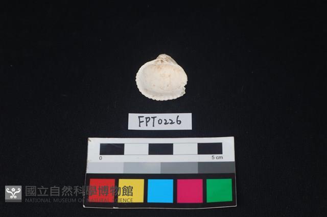 貝殼藏品圖，第2張