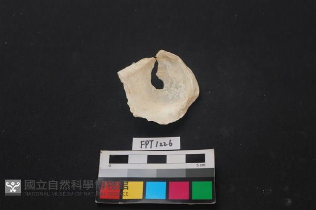 貝殼藏品圖，第2張
