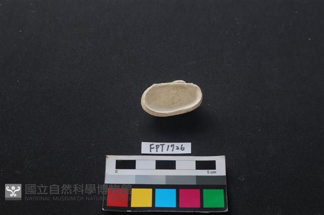貝殼藏品圖，第2張