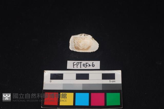貝殼藏品圖，第2張