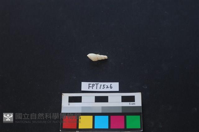 貝殼藏品圖，第2張