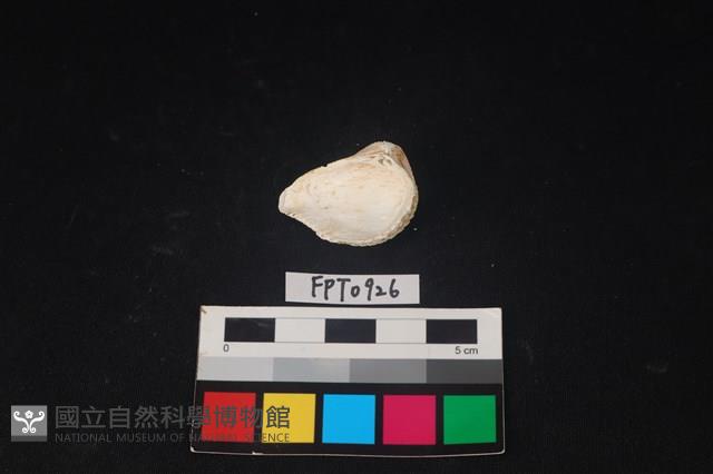 貝殼藏品圖，第2張