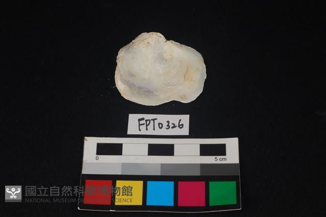 貝殼藏品圖，第2張
