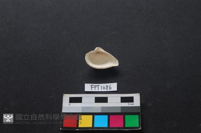 貝殼藏品圖，第2張
