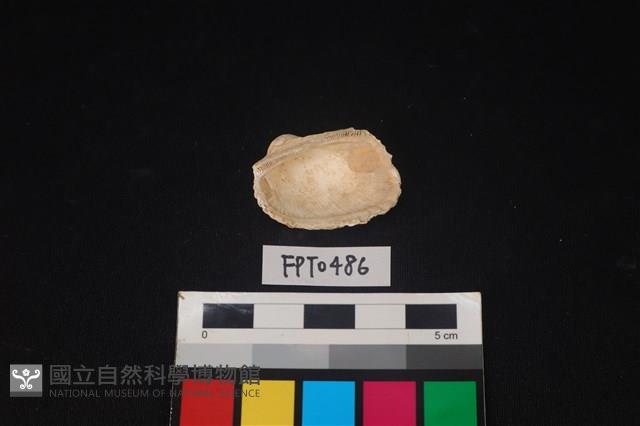 貝殼藏品圖，第2張