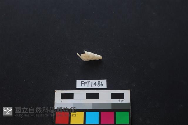 貝殼藏品圖，第2張