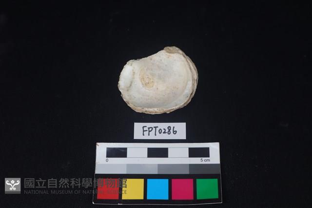 貝殼藏品圖，第2張