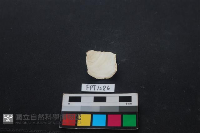 貝殼藏品圖，第2張