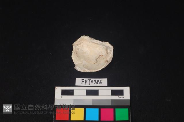 貝殼藏品圖，第2張