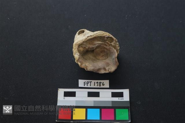 貝殼藏品圖，第2張