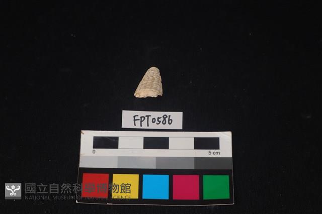 貝殼藏品圖，第2張