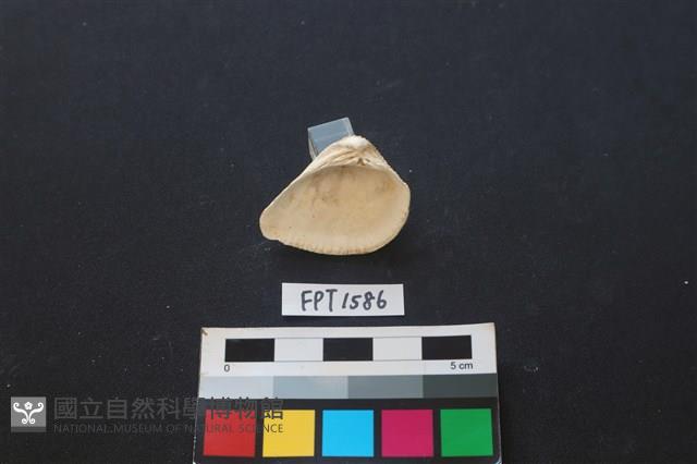 貝殼藏品圖，第2張