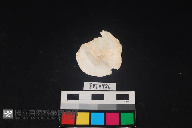 貝殼藏品圖，第2張