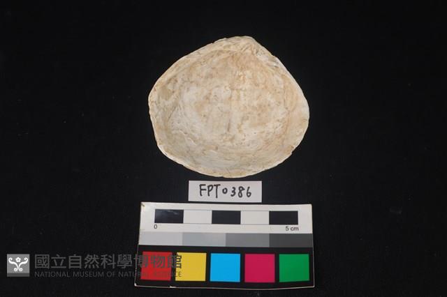 貝殼藏品圖，第2張
