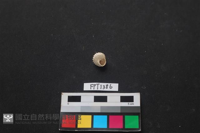 貝殼藏品圖，第2張