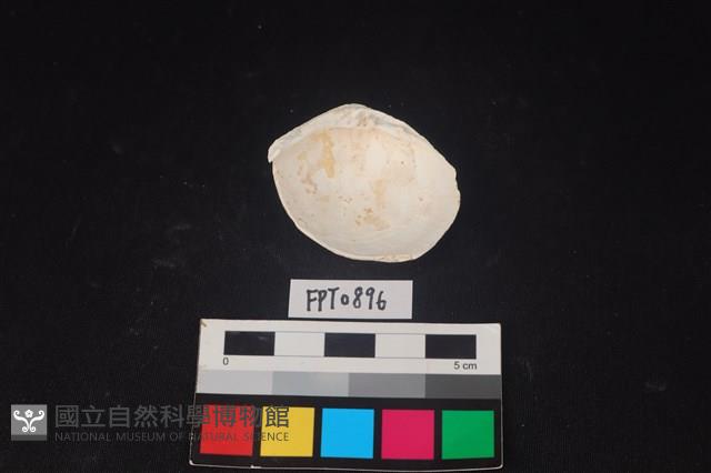貝殼藏品圖，第2張
