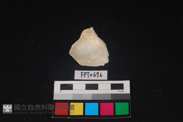 貝殼藏品圖，第2張