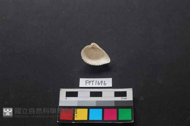 貝殼藏品圖，第2張