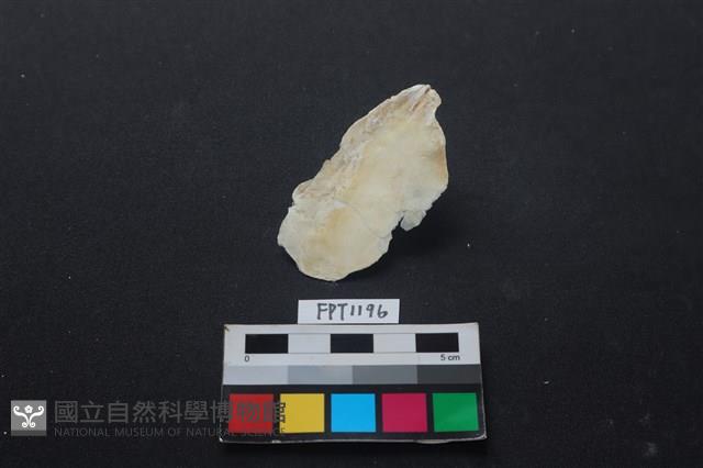 貝殼藏品圖，第2張