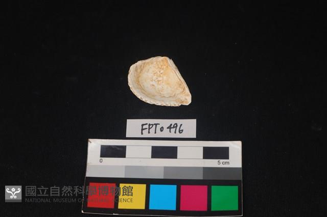 貝殼藏品圖，第2張