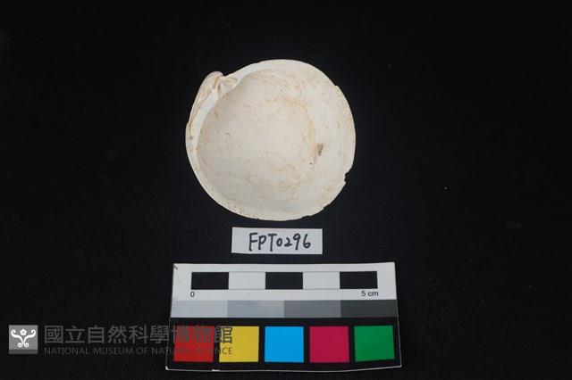 貝殼藏品圖，第2張