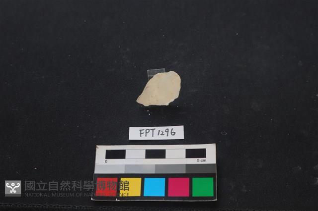 貝殼藏品圖，第2張
