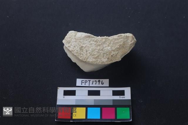 貝殼藏品圖，第2張