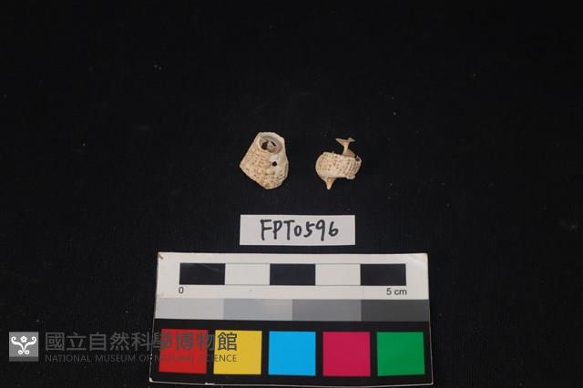 貝殼藏品圖，第2張
