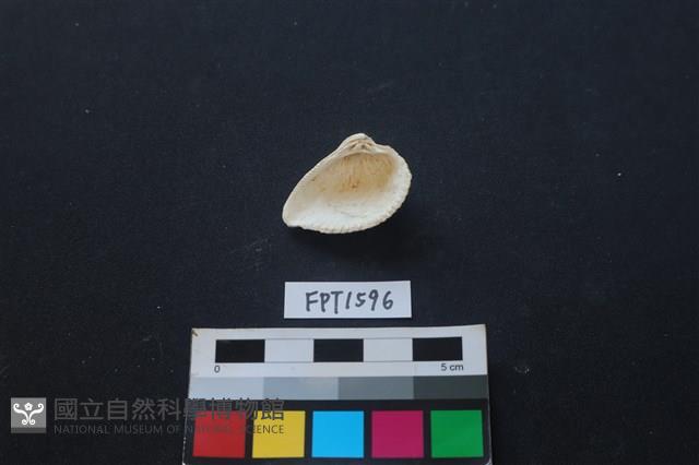 貝殼藏品圖，第2張