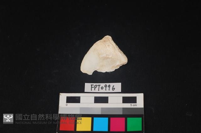 貝殼藏品圖，第2張