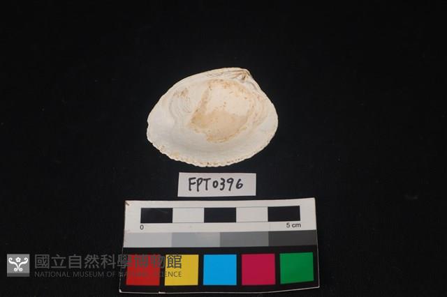 貝殼藏品圖，第2張